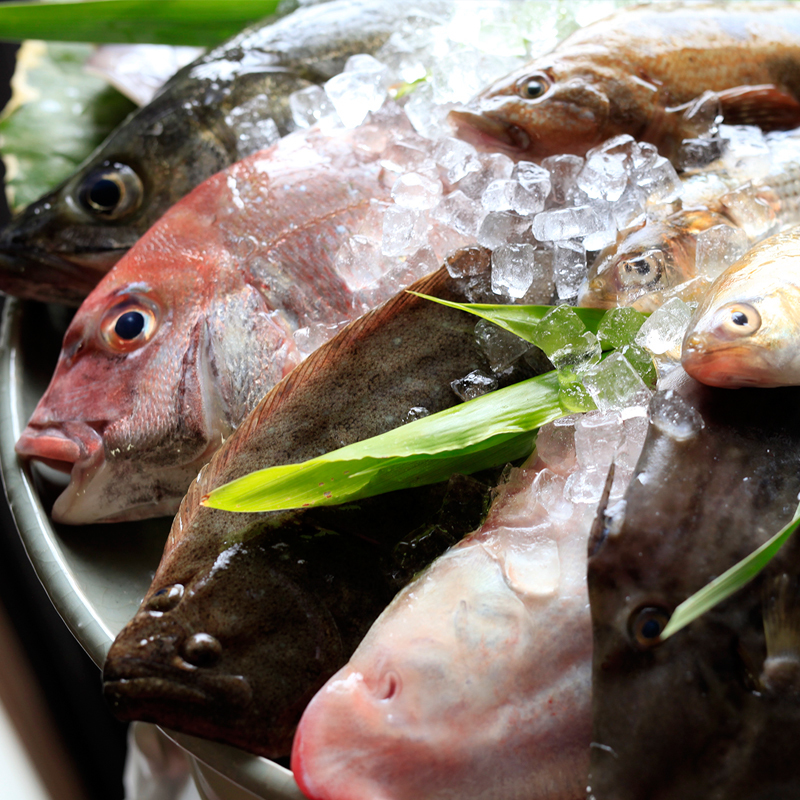 瀬戸内海の新鮮な魚