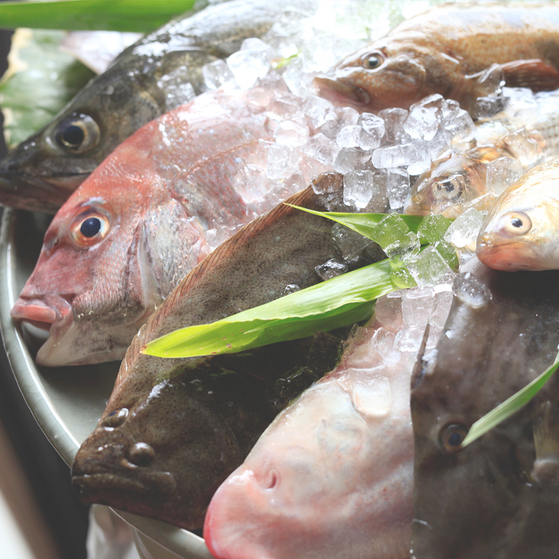 瀬戸内海の新鮮な魚